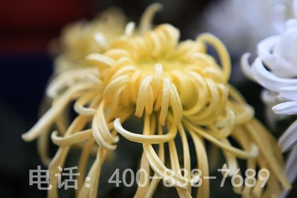 黄色菊花 黄色菊花