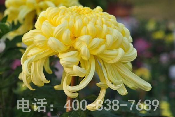 黄色菊花 黄色菊花